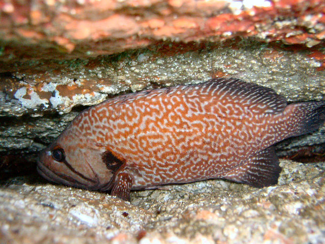 Acanthistius pictus