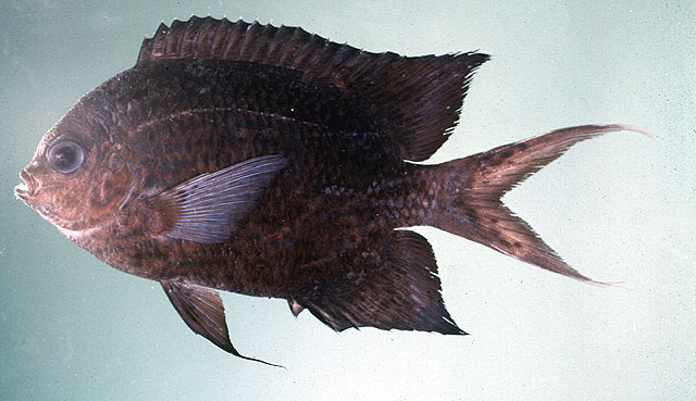 Acanthochromis polyacanthus