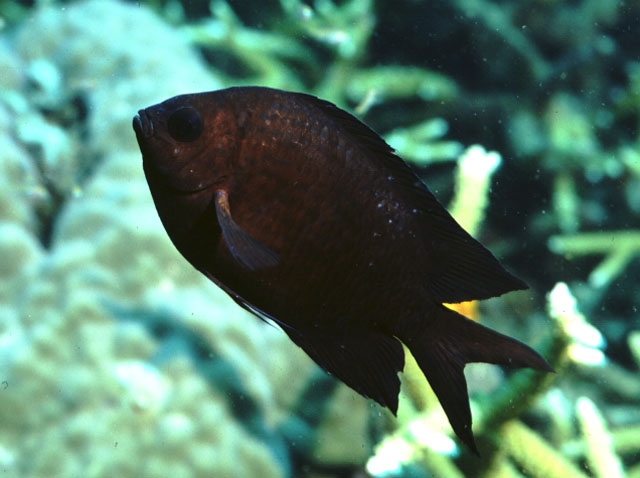 Acanthochromis polyacanthus