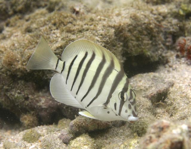 Acanthurus polyzona