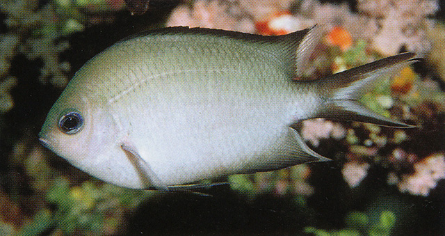 Acanthochromis polyacanthus