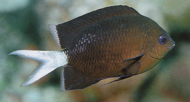 Acanthochromis polyacanthus