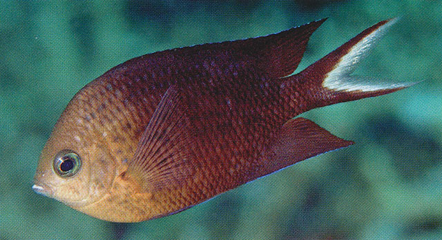 Acanthochromis polyacanthus