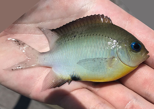 Acanthochromis polyacanthus