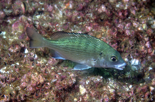 Acanthopagrus schlegelii