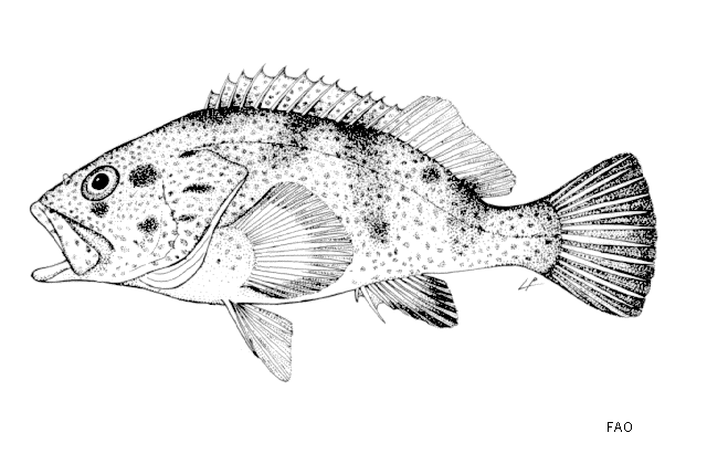 Acanthistius sebastoides