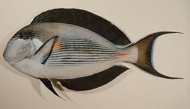 Acanthurus sohal