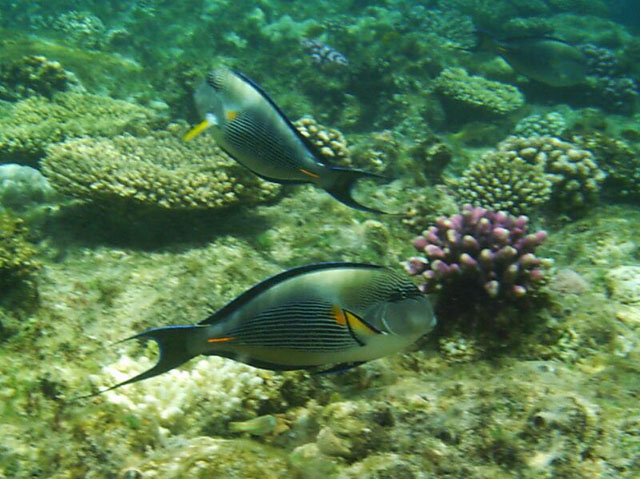 Acanthurus sohal