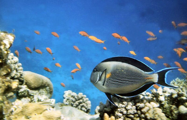 Acanthurus sohal