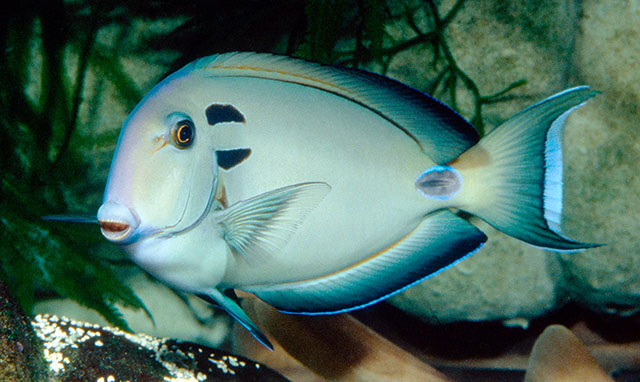 Acanthurus tennentii