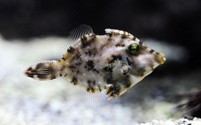 Acreichthys tomentosus