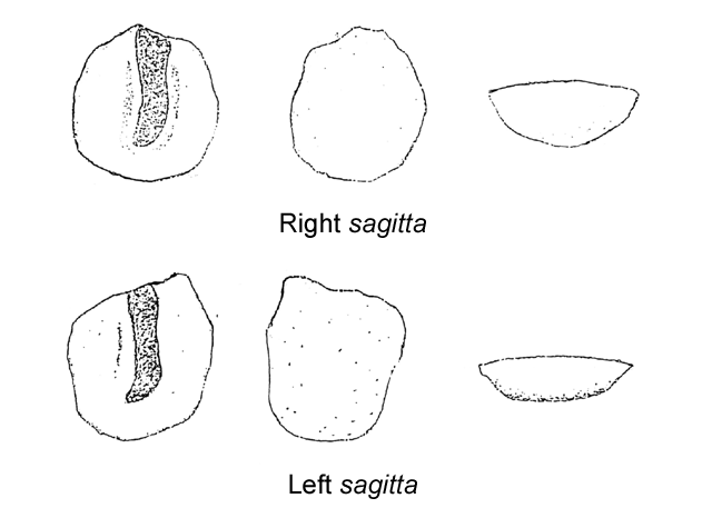 Achiropsetta tricholepis