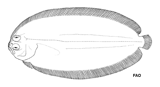 Achiropsetta tricholepis