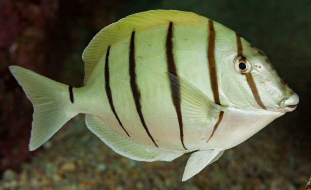 Acanthurus triostegus