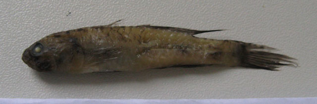 Acentrogobius viganensis