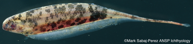 Adontosternarchus nebulosus