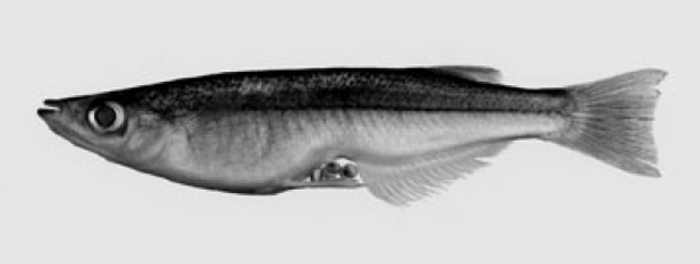 Adrianichthys oophorus