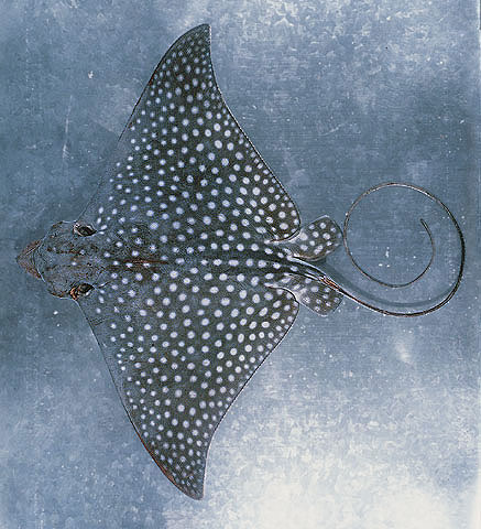 Aetobatus ocellatus