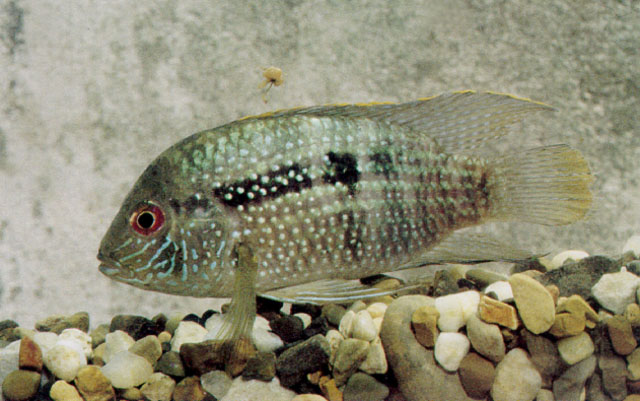 Andinoacara pulcher