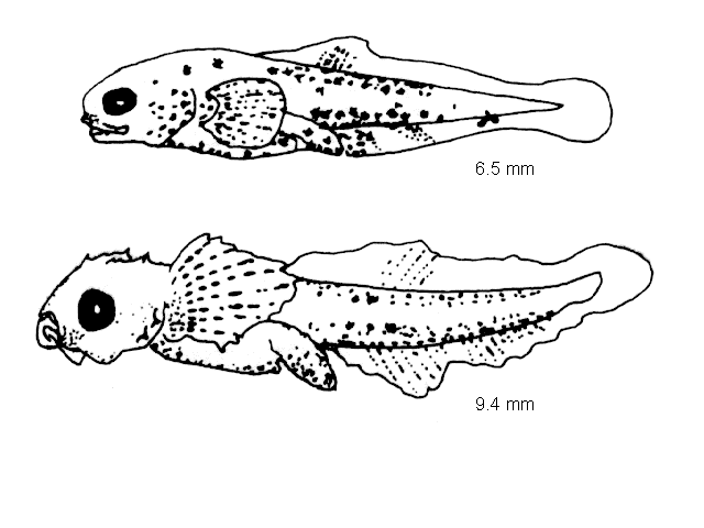 Agonus cataphractus