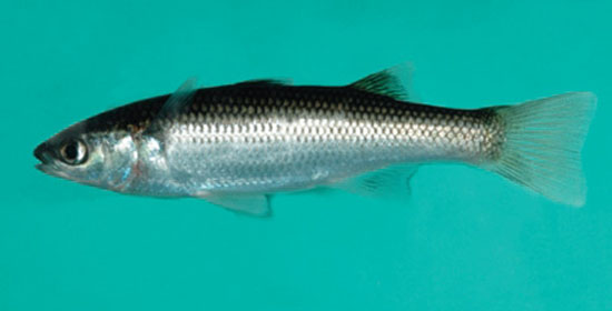 Agonostomus catalai