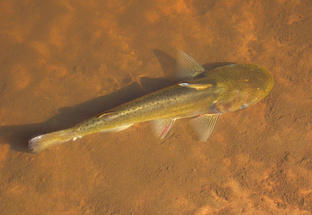 Ageneiosus polystictus