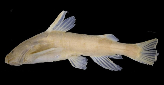 Akysis variegatus