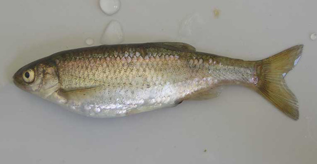 Alburnus albidus