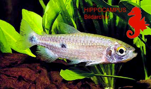 Brachyalestes bimaculatus