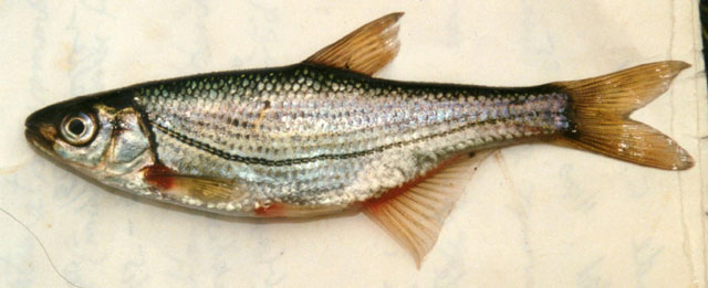 Alburnoides bipunctatus