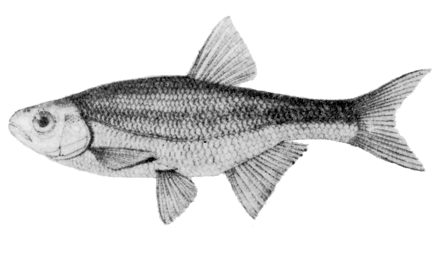 Alburnoides bipunctatus