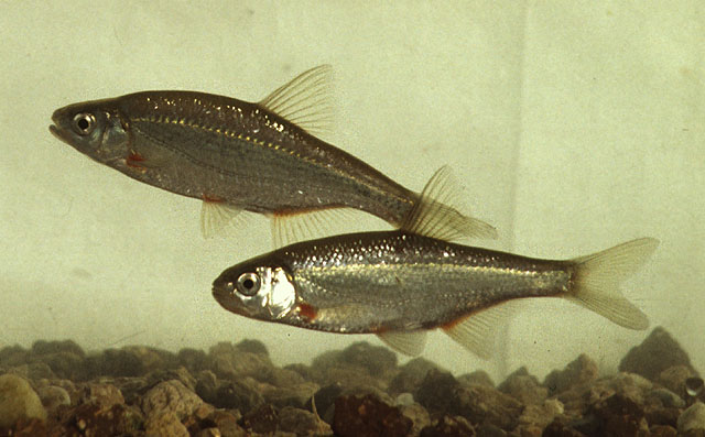 Alburnoides bipunctatus