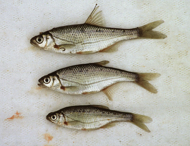 Alburnoides bipunctatus