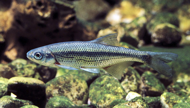 Alburnoides bipunctatus