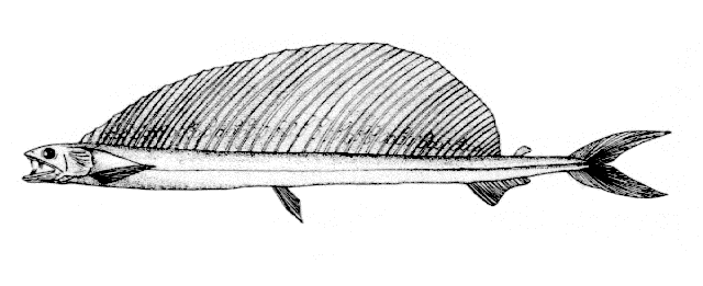 Alepisaurus brevirostris