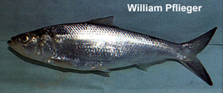 Alosa chrysochloris