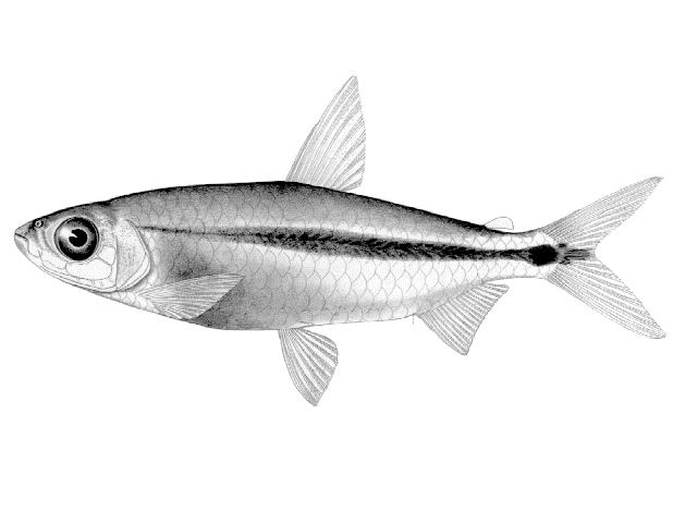 Brycinus lateralis