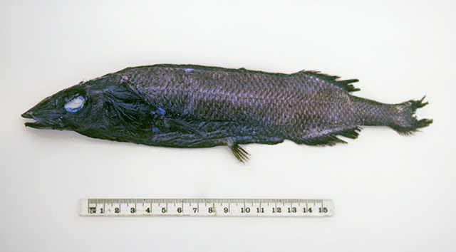 Alepocephalus longirostris