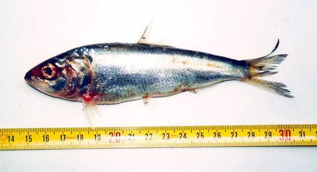 Alosa macedonica