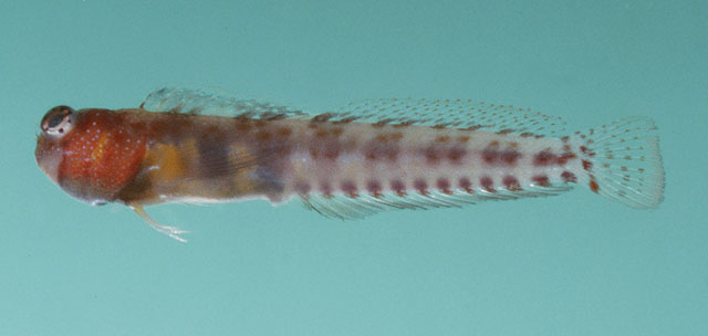 Alloblennius parvus