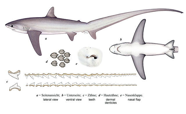 Alopias pelagicus