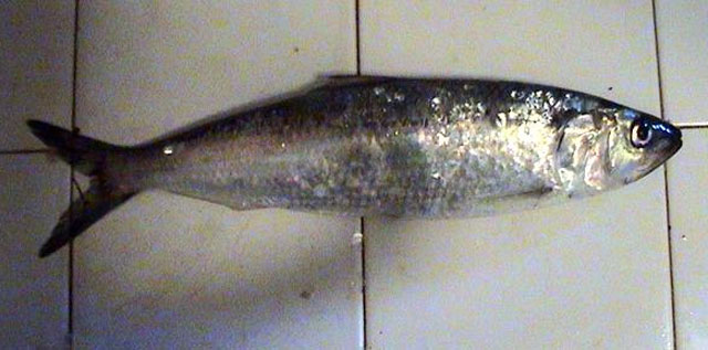 Alosa immaculata