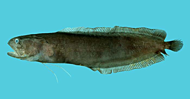 Alionematichthys riukiuensis