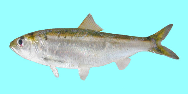 Alosa tanaica