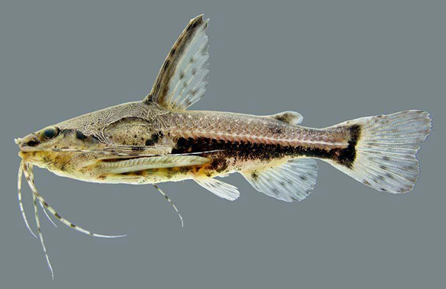 Amblydoras affinis