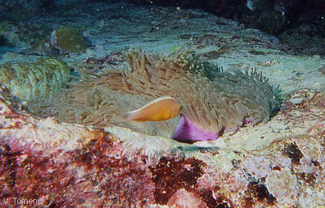 Amphiprion akallopisos