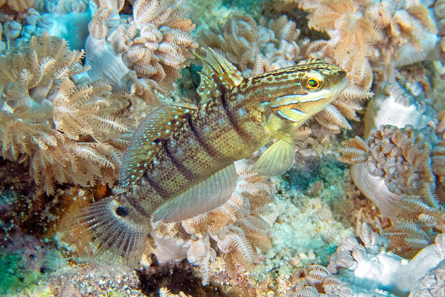 Amblygobius albimaculatus