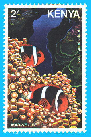 Amphiprion allardi