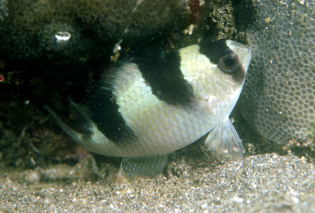 Amblypomacentrus clarus