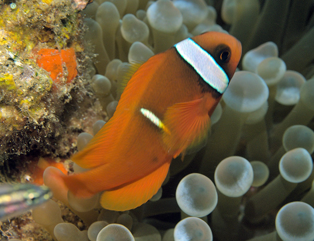 Amphiprion frenatus